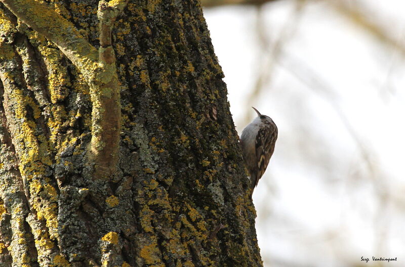 Short-toed Treecreeperadult, Flight