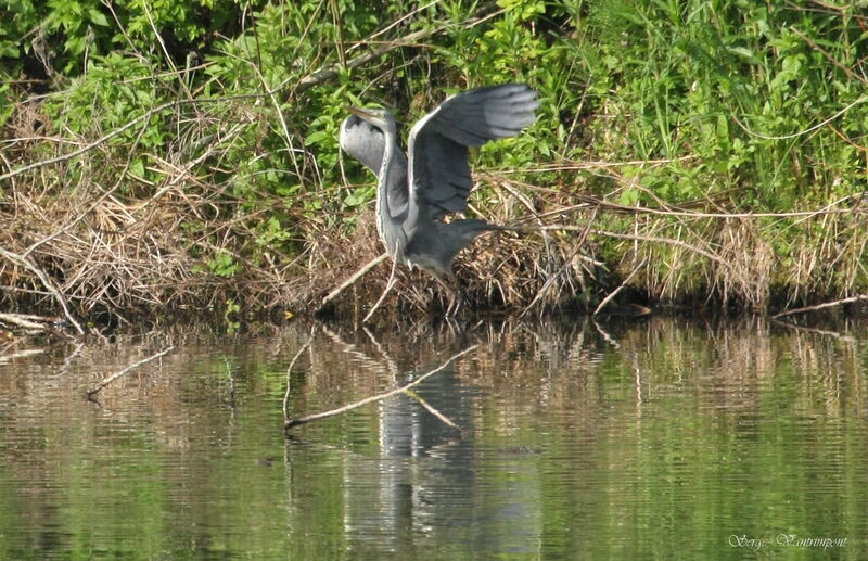 Grey Heronadult, Flight