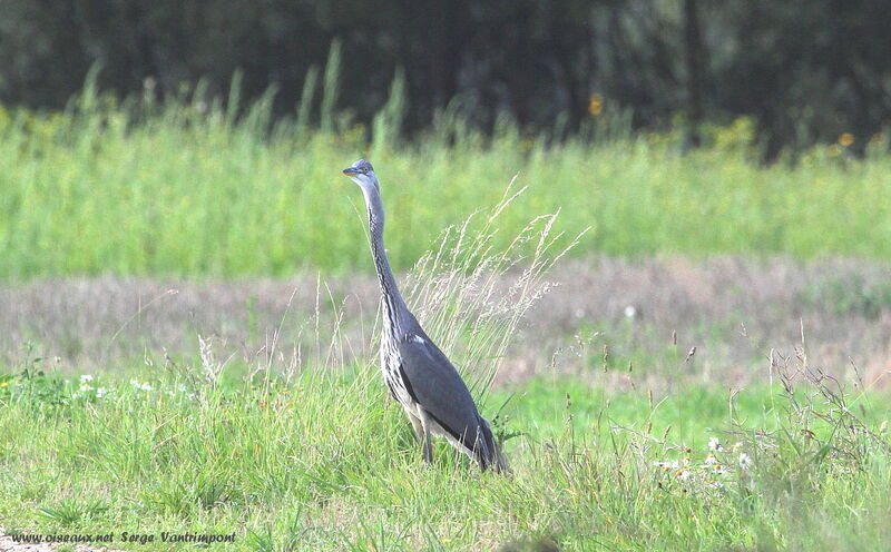 Grey Heronadult, Behaviour