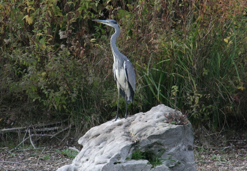 Grey Heron, Behaviour