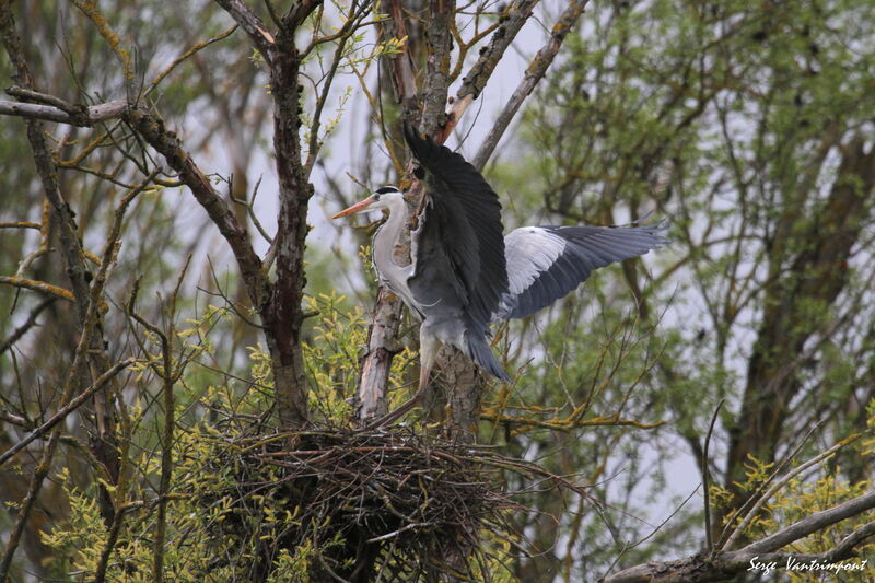 Grey Heronadult, Reproduction-nesting