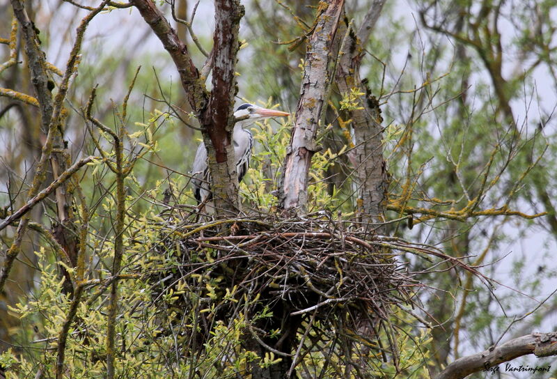 Grey Heronadult, Reproduction-nesting