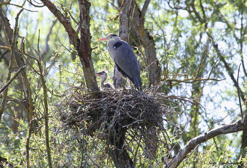 Grey Heron female First year, Reproduction-nesting