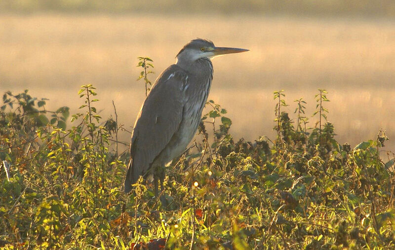 Grey Heron