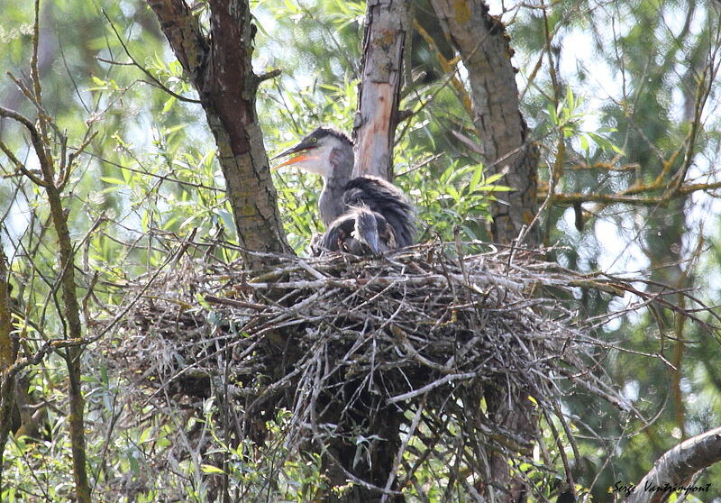 Grey HeronFirst year, Reproduction-nesting