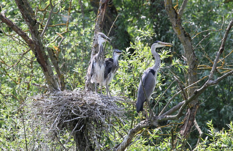 Grey Heron female First year, Reproduction-nesting