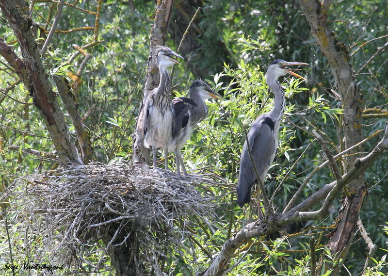 Grey Heron female First year, Reproduction-nesting