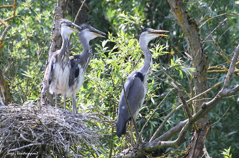 Grey Heron female First year, Reproduction-nesting