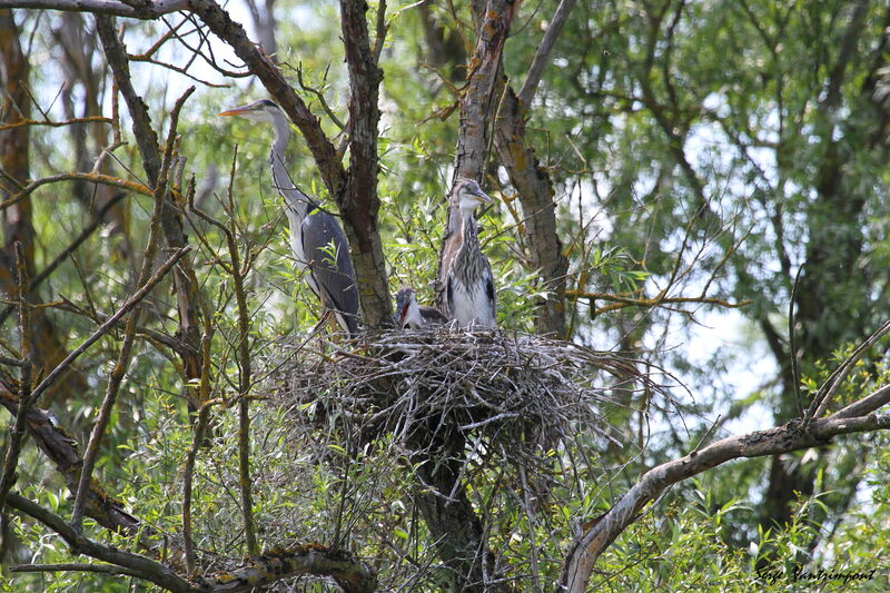 Grey Heron female First year, Reproduction-nesting