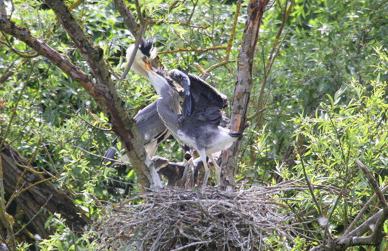 Grey Heron female First year, feeding habits, Reproduction-nesting