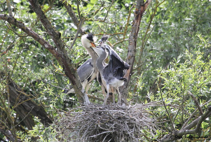 Grey Heron female First year, feeding habits, Reproduction-nesting