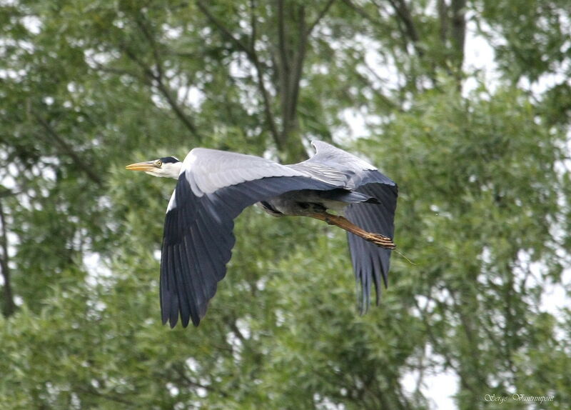 Grey Heronadult, Flight