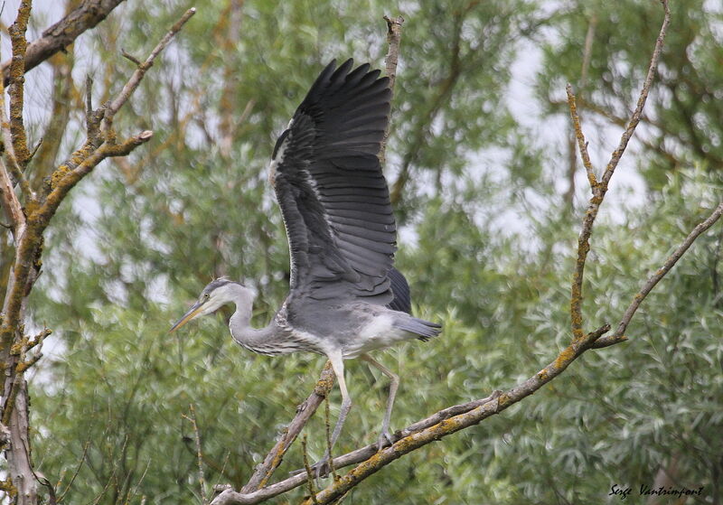 Grey HeronFirst year, Flight, Reproduction-nesting, Behaviour