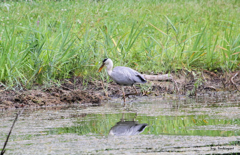 Grey HeronThird  year, Flight