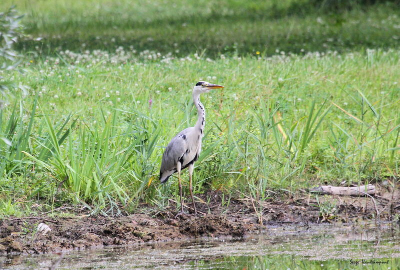 Héron cendré3ème année, identification, Vol, pêche/chasse