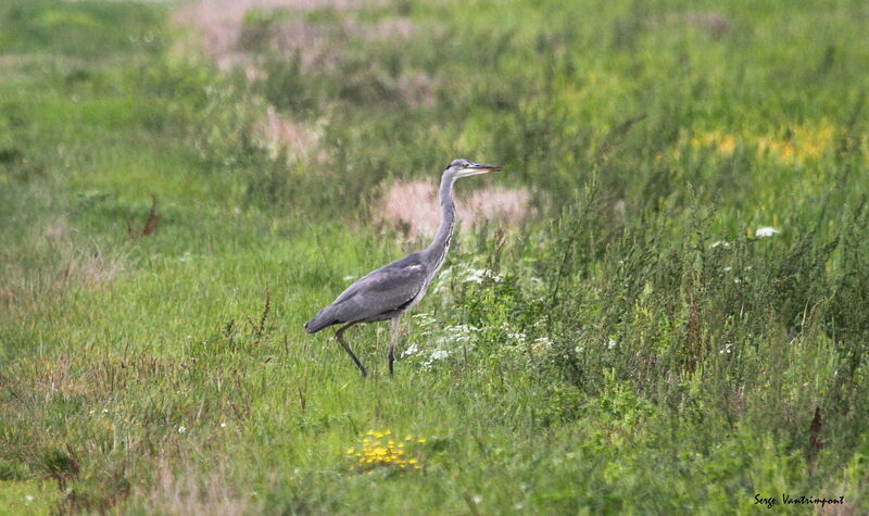 Grey Heronadult, Flight, fishing/hunting, eats, drinks