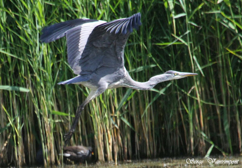 Grey Heronadult, Flight