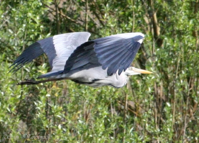 Grey Heronadult, Flight