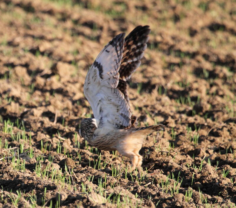 Hibou des marais, Vol