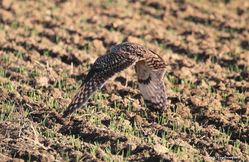 Short-eared Owl, Flight