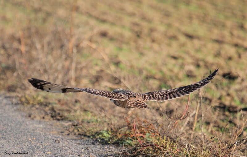 Short-eared Owl, Flight