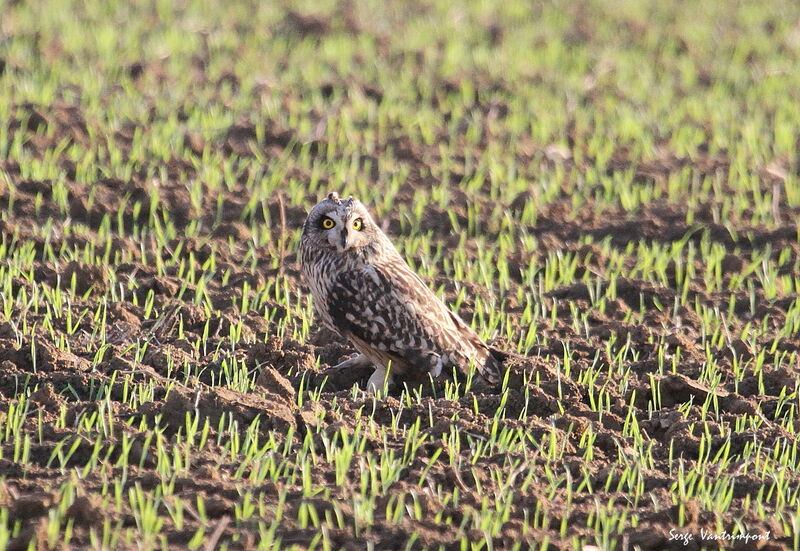 Hibou des maraisadulte, identification, Comportement