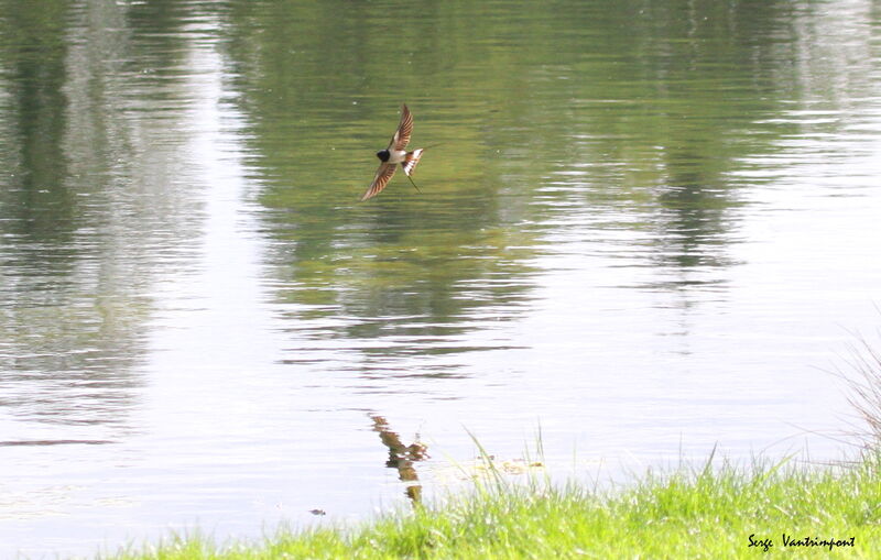 Barn Swallowadult, identification