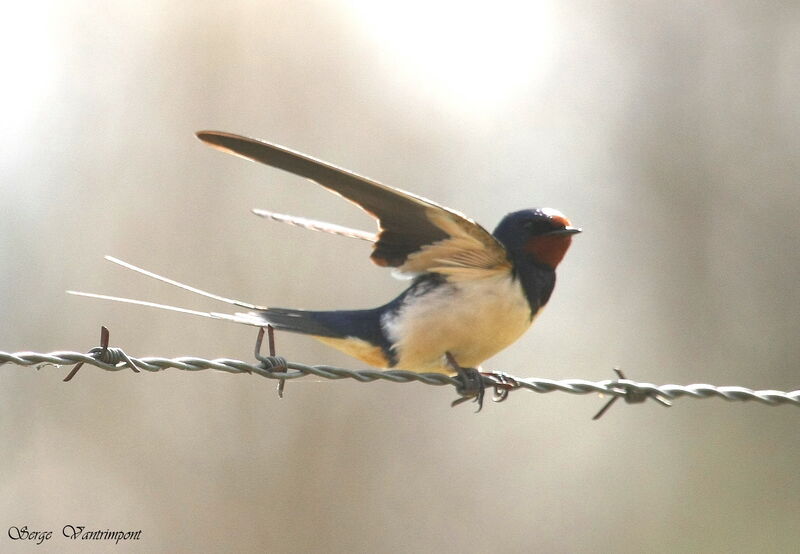 Hirondelle rustiqueadulte, identification, Comportement