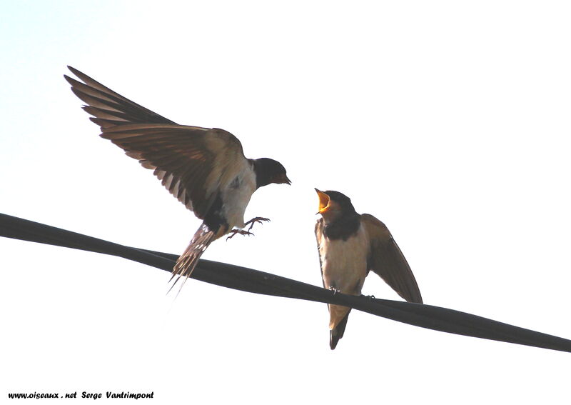 Barn Swallow, Behaviour