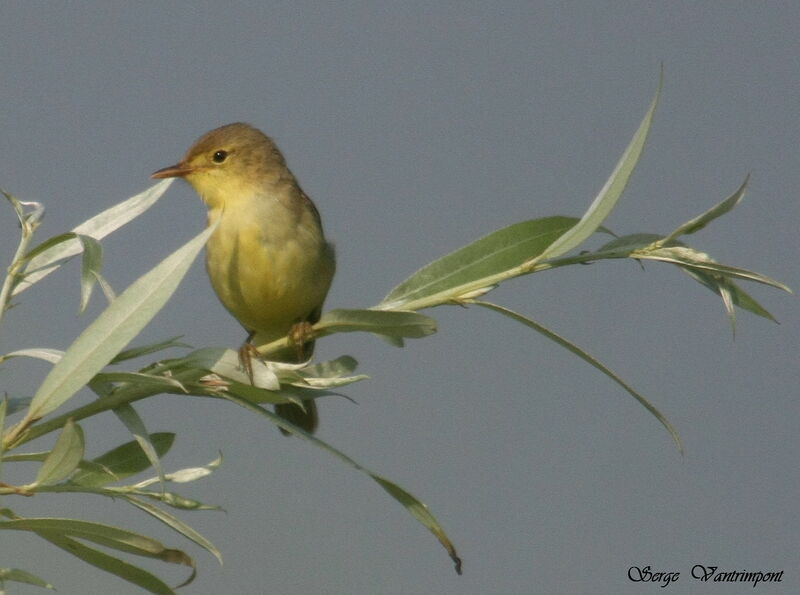 Melodious Warbleradult, identification