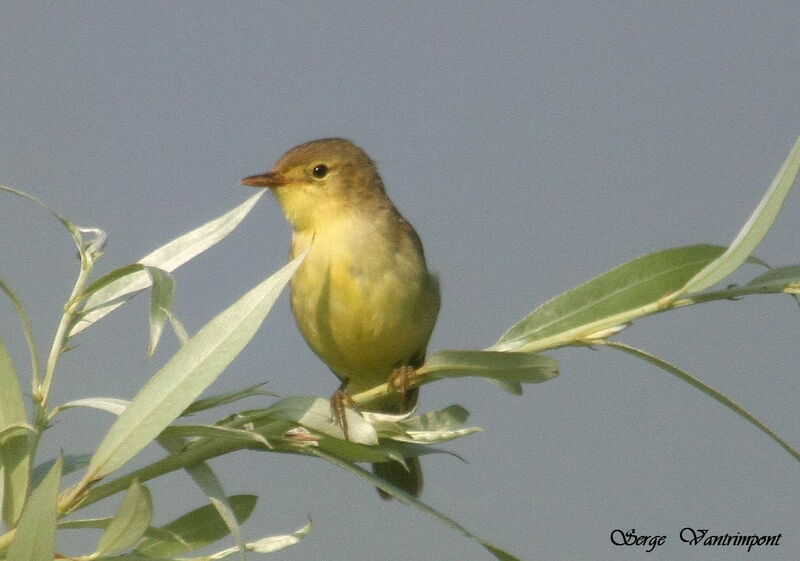 Melodious Warbleradult, identification