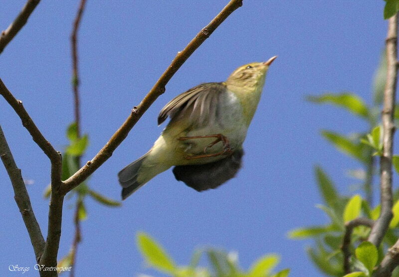 Melodious Warbleradult, Flight