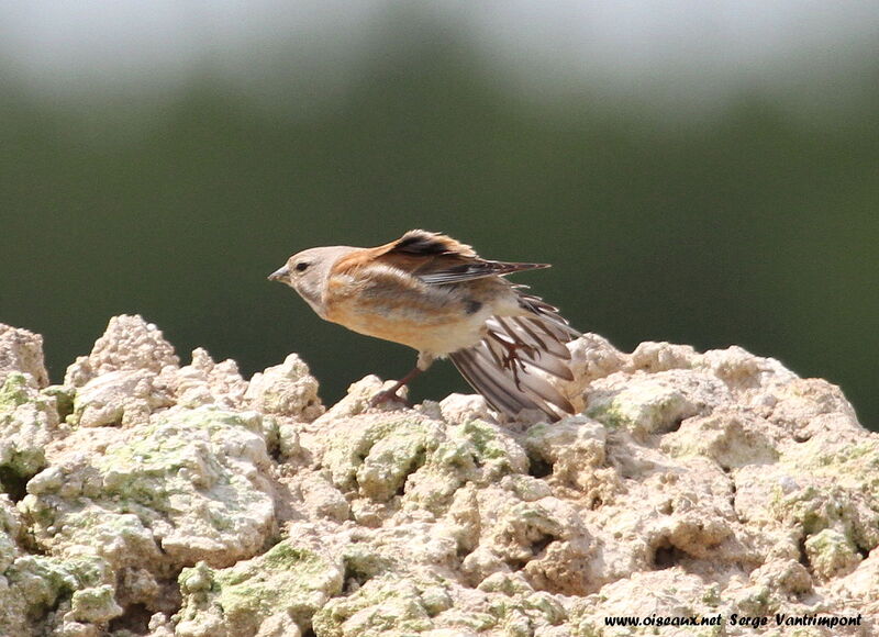 Common Linnetadult, Behaviour