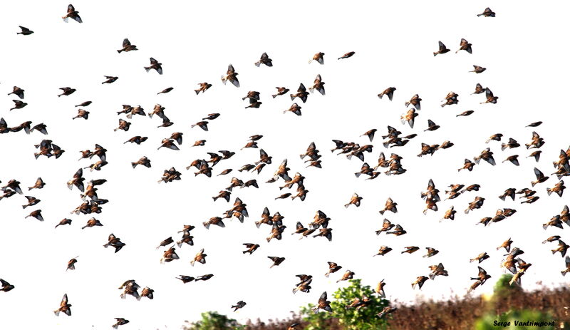 Common Linnetadult, Flight