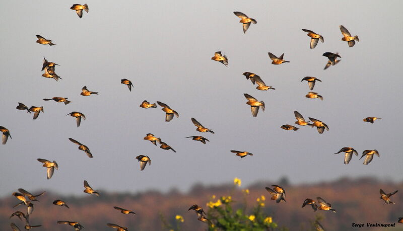 Common Linnetadult, Flight