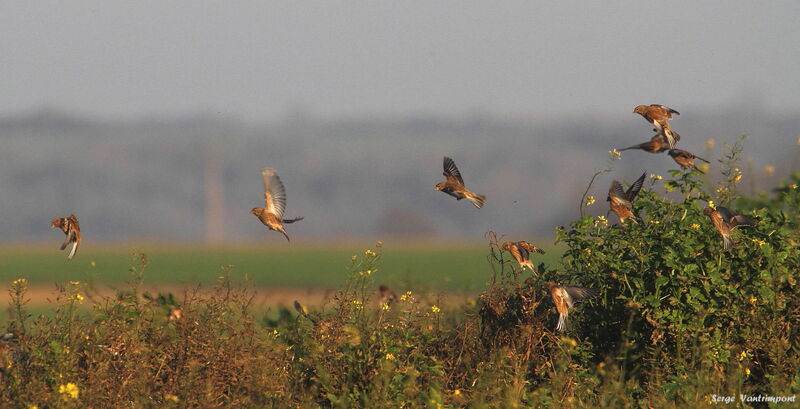 Common Linnetadult, Flight