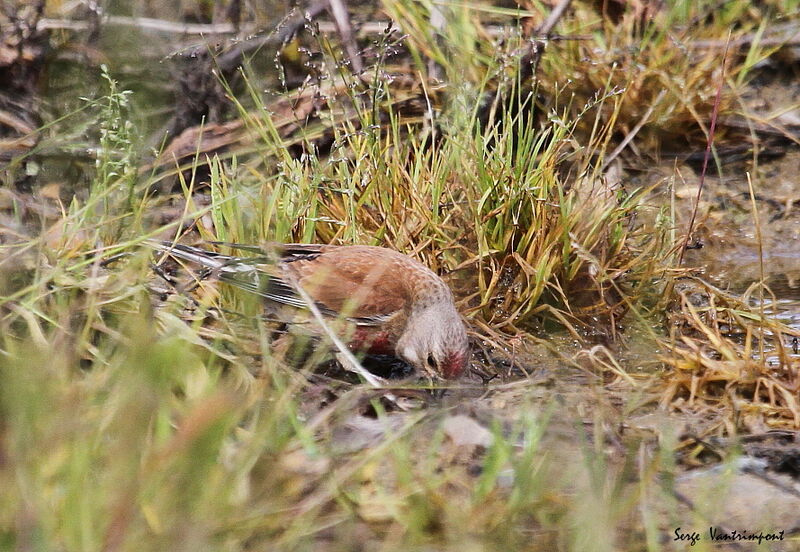 Linotte mélodieuseadulte, Comportement