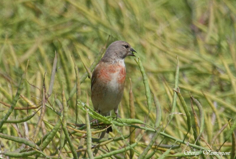 Common Linnet male adult, identification, feeding habits, Behaviour