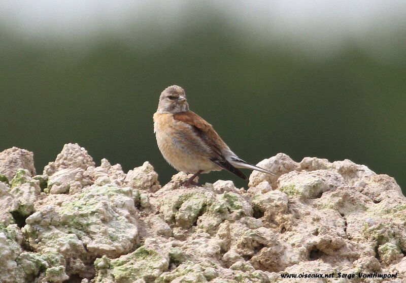 Linotte mélodieuse