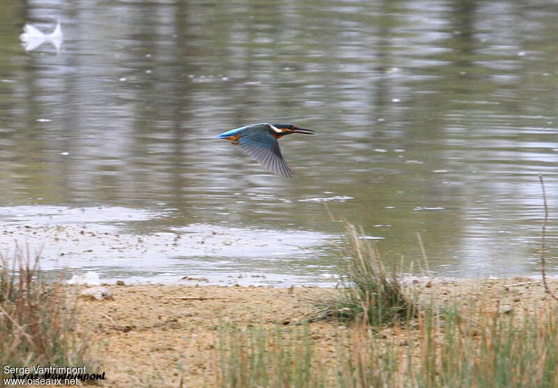 Common Kingfisheradult, Flight