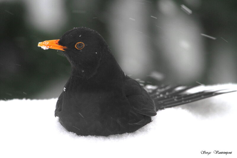 Common Blackbirdadult, Behaviour