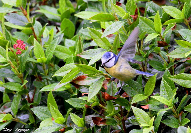 Mésange bleue, Comportement