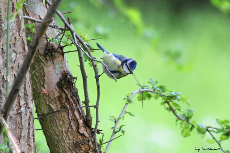 Eurasian Blue Titadult, Flight