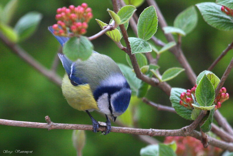 Mésange bleueadulte, Comportement