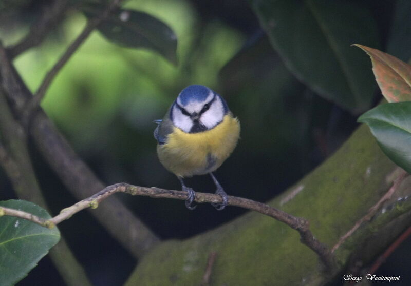 Eurasian Blue Tit male adult post breeding, Behaviour