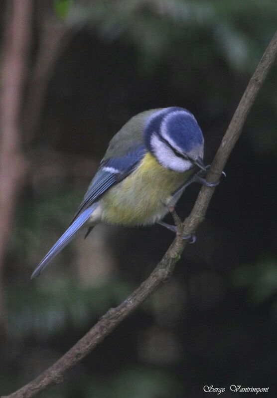 Eurasian Blue Tit male adult post breeding, Behaviour