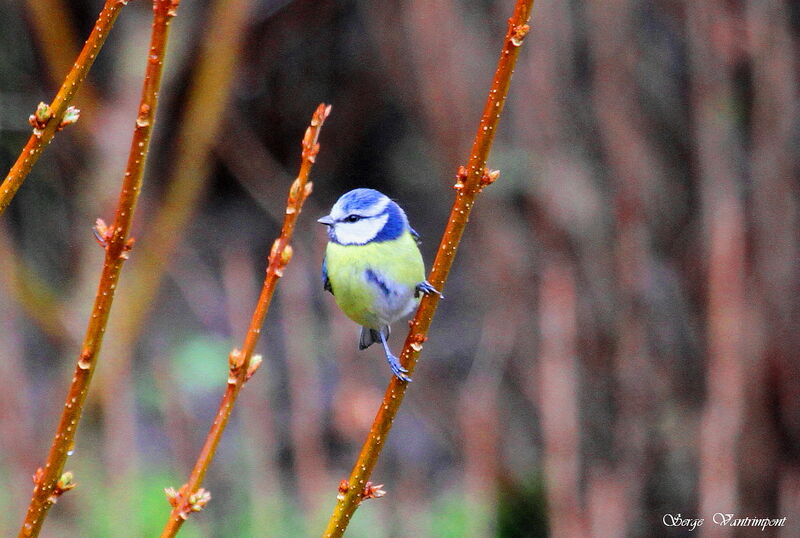 Eurasian Blue Tit, Behaviour