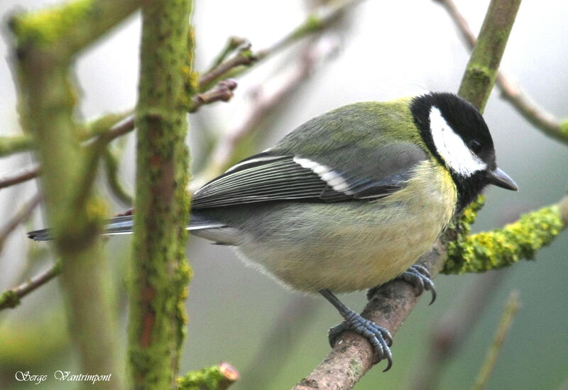 Mésange charbonnièreadulte, Comportement