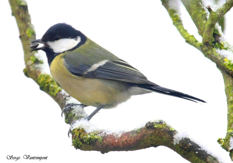 Mésange charbonnièreadulte internuptial, régime