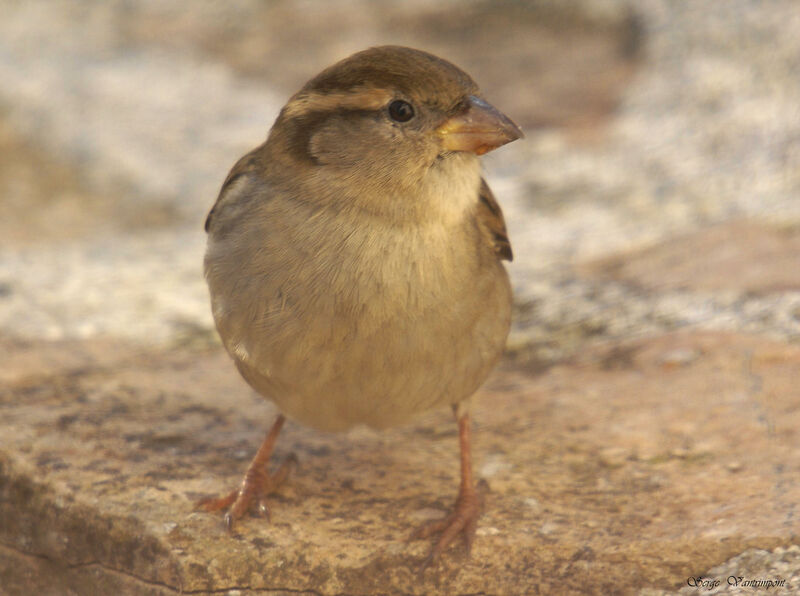 House Sparrow, identification